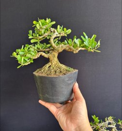 Linh sam siêu bông đế siêu đẹp
