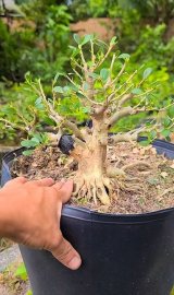 Linh Sam trắng rin....