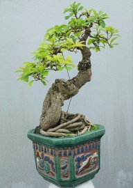 Red Barringtonia tree