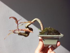 Bé Lộc Vừng siêu mini gieo hạt...