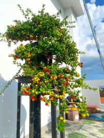 Scopolia nana bonsai tree with fruits