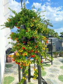 Scopolia nana bonsai tree with fruits