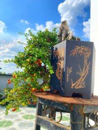 Scopolia nana bonsai tree with fruits