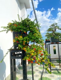 Scopolia nana bonsai tree with fruits