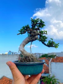 Mountain antidesma acidum