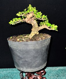 Antidesma acidum tree