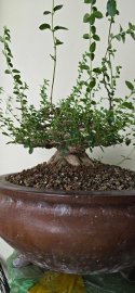 Premna tree
