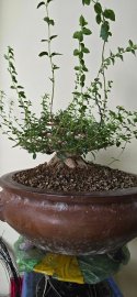 Premna tree