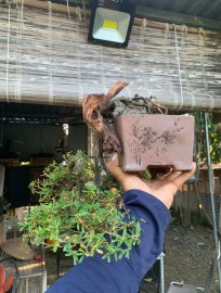 Linh sam khai thác ghép86 gl ae