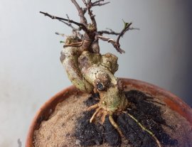 Em là Mai Lá lớn siêu mini, đường thân độ khó cao.