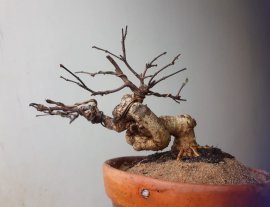 Em là Mai Lá lớn siêu mini, đường thân độ khó cao.