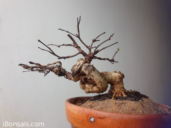 Em là Mai Lá lớn siêu mini, đường thân độ khó cao.