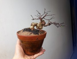 Em là Mai Lá lớn siêu mini, đường thân độ khó cao.