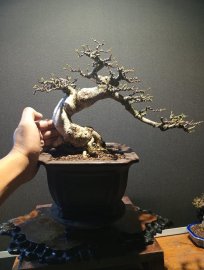 MCT Da đen lá lớn ❤️