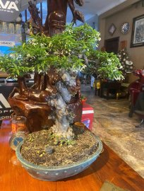 Vietnamese water jasmine