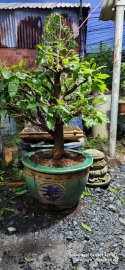 Mai vàng h 30 cao 80 cốt cành to đẹp , bông đẹp chậu xưa
