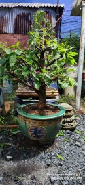 Yellow apricot tree 