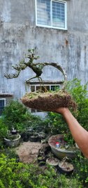 Antidesma acidum tree