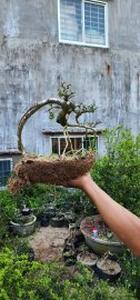 Antidesma acidum tree