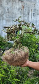 Mountain Antidesma acidum tree