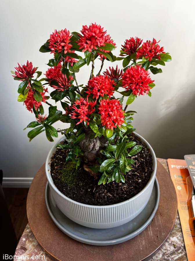 Bonsai collection: mature lotus ixora is blooming