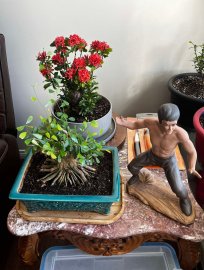 Bonsai collection: mature lotus ixora is blooming