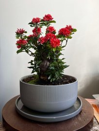 Bonsai collection: mature lotus ixora is blooming