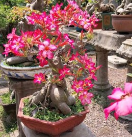 Desert rose
