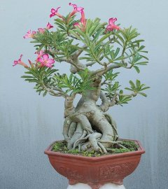 Desert rose