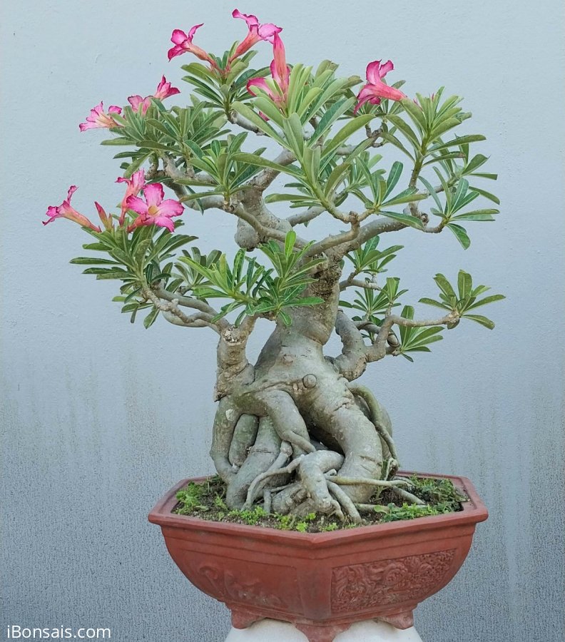 Desert rose