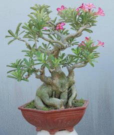 Desert rose