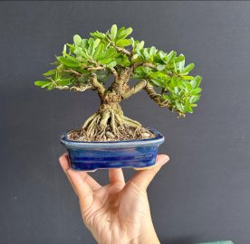 Linh sam siêu bông