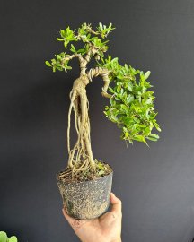 Linh sam siêu bông già khú khụ ạ