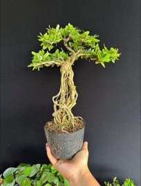 Linh sam siêu bông già khú khụ ạ