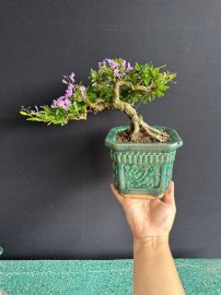 Linh sam siêu bông già khú khụ ạ
