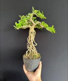 Linh sam siêu bông già khú khụ ạ