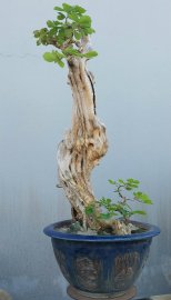 Sơn trà Bình Định