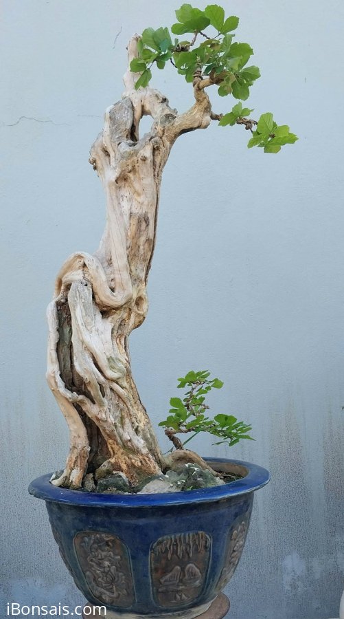 Sơn trà Bình Định