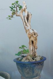 Sơn trà Bình Định