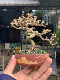 Sam núi trái siêu mini 10cm