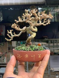 Sam núi trái siêu mini 10cm