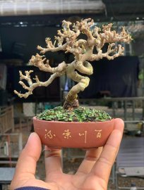 Sam núi trái siêu mini 10cm