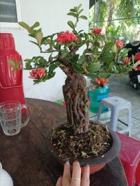 Trang sen số 3 rễ nuôi ống nước 400k bao ship