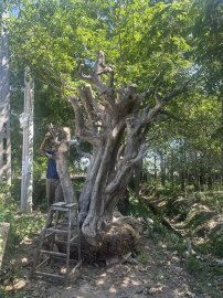 Huge tree