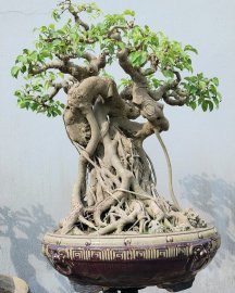 Ficus benjamina tree