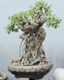 Ficus benjamina tree
