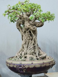 Ficus benjamina tree