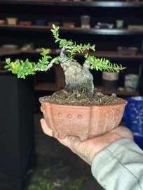 Scopolia nana mini tree