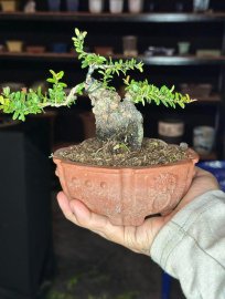 Scopolia nana mini tree