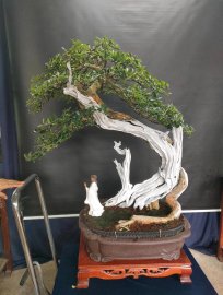 Thuốc lũa trắng ngà, cánh dán, nâu đỏ